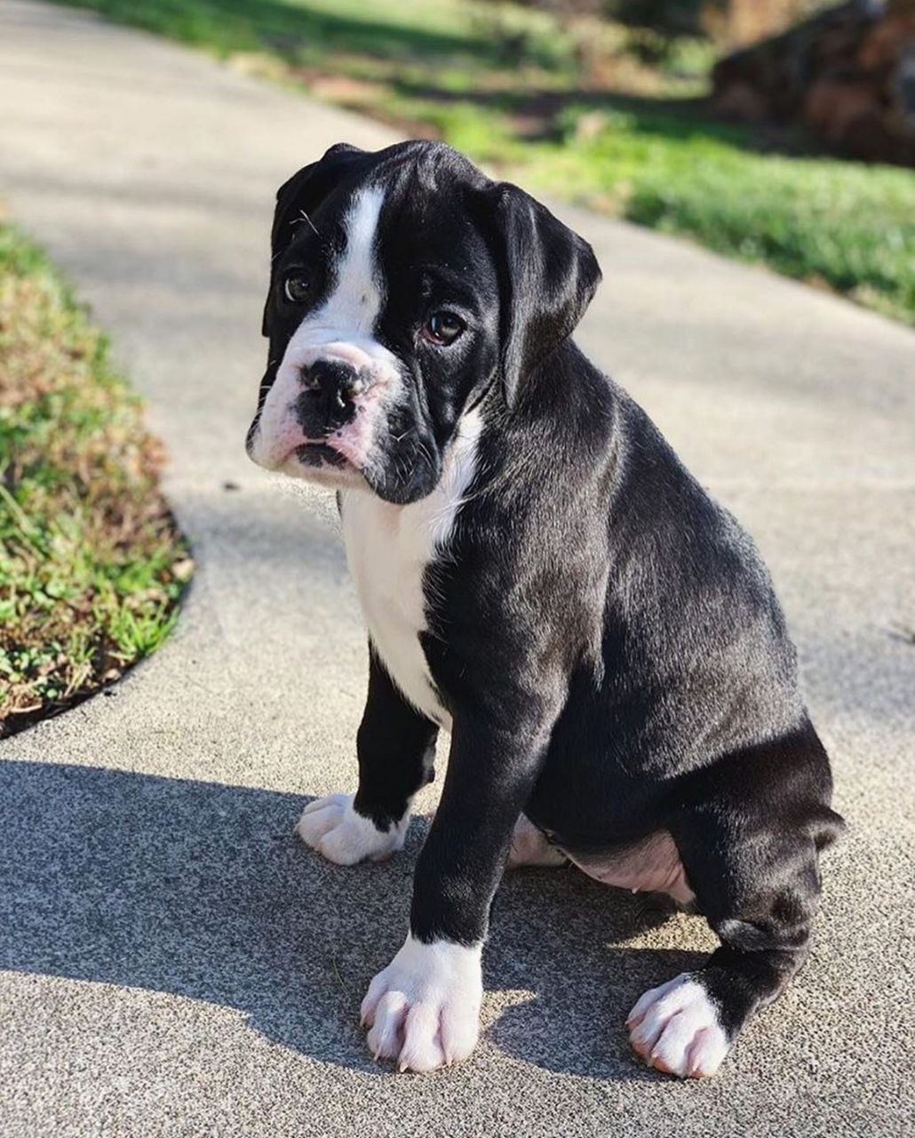 Bella
