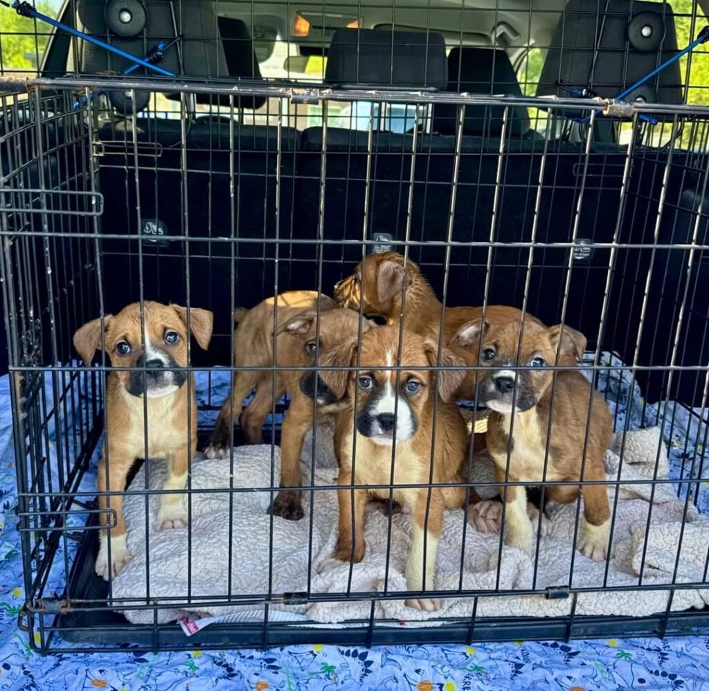 Healthy Boxer puppy before travel