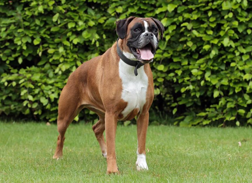 Healthy Boxer puppy outdoors