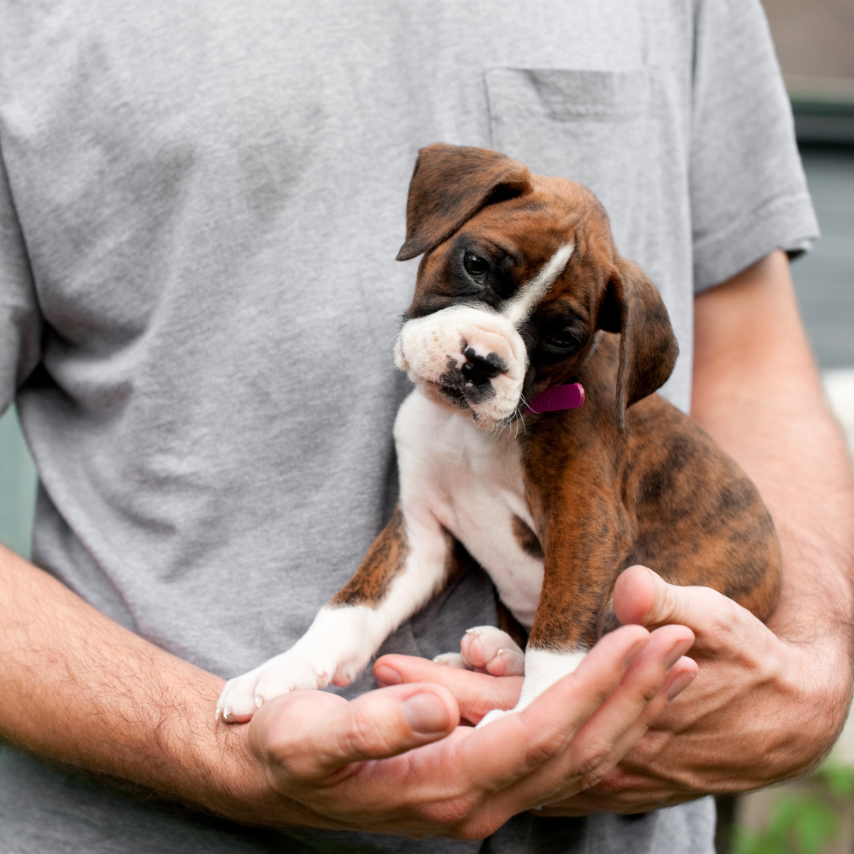 Family picking up Boxer puppy