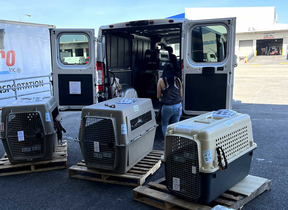 Puppy travel crate for safe transport
