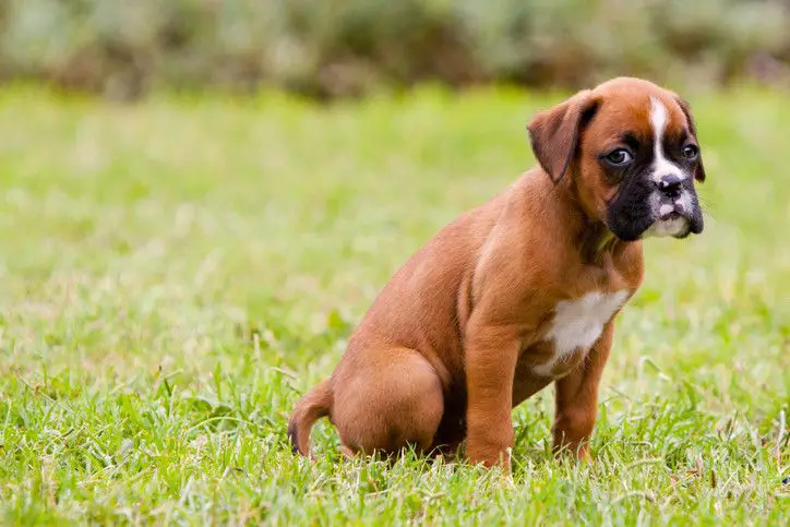 Boxer puppy learning potty training