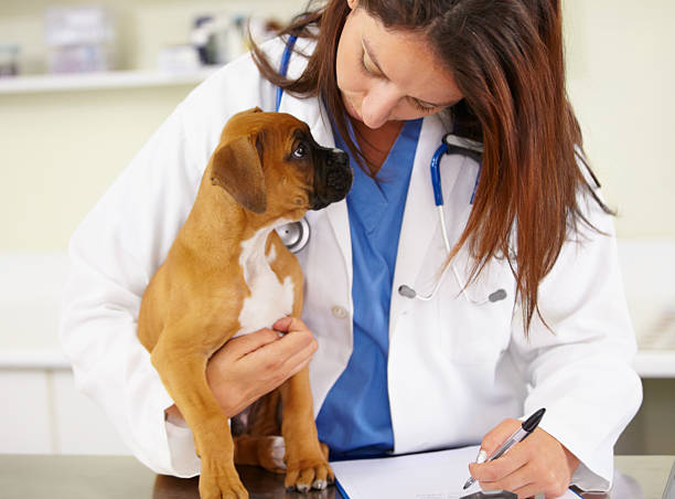 Healthy Boxer puppy