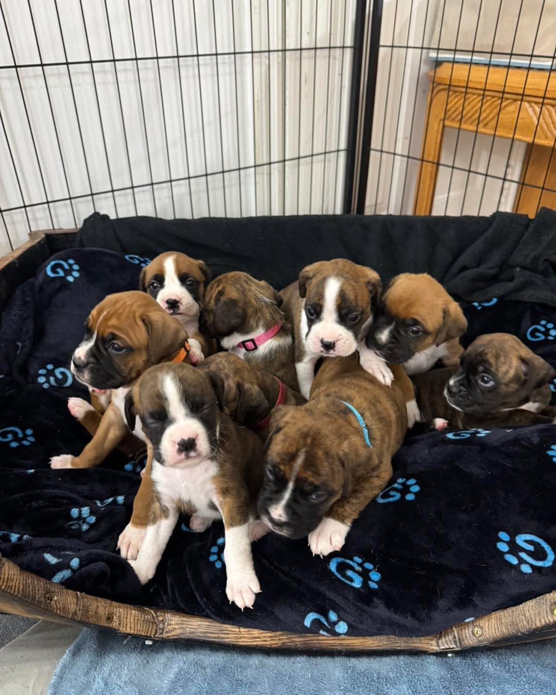 Boxer puppy socializing with family