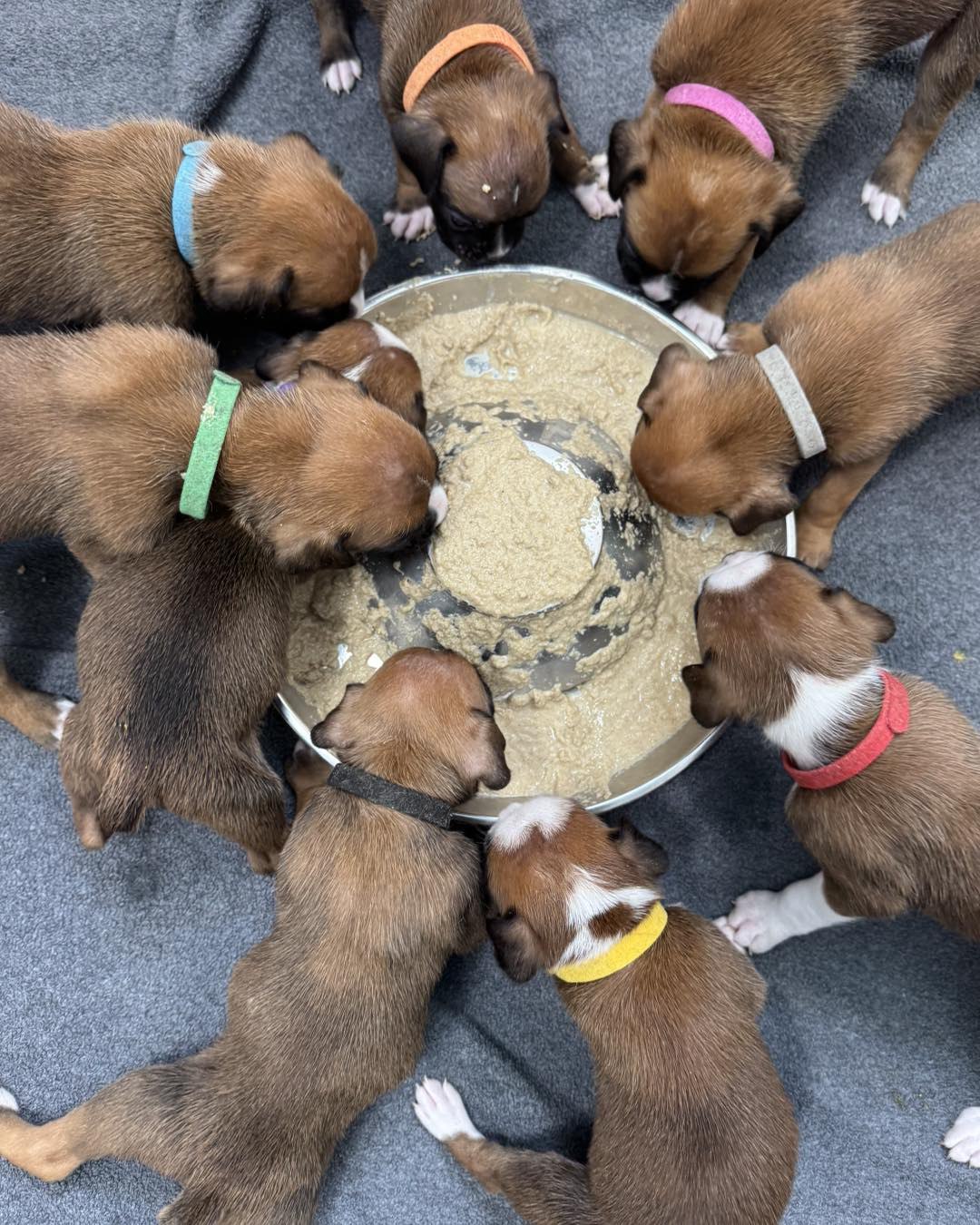 Boxer puppy eating healthy food