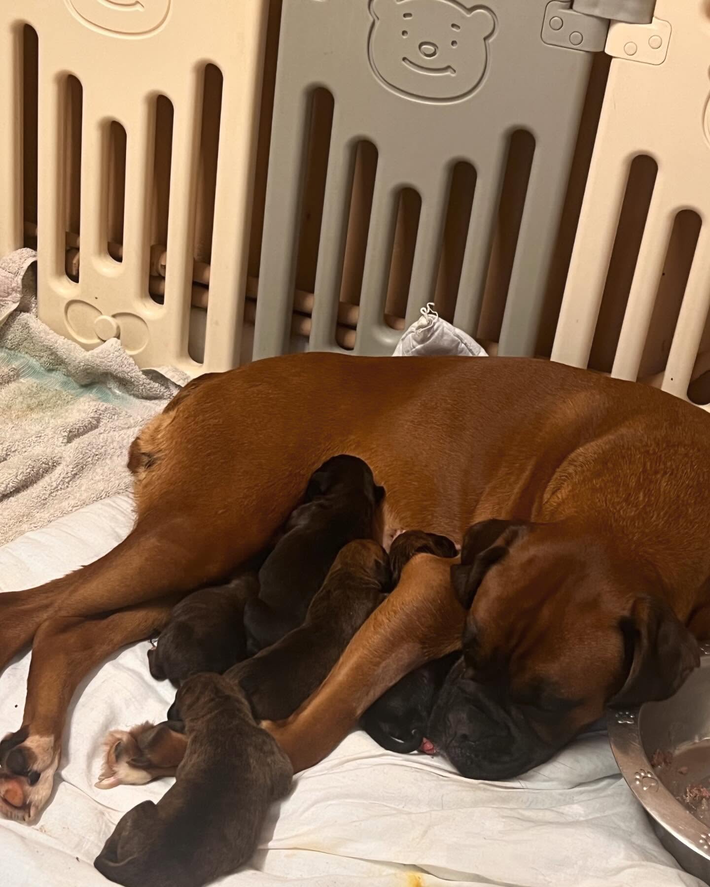 Boxer dog with family