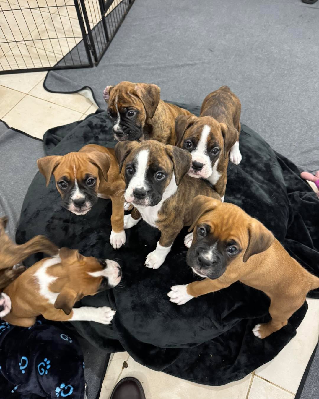 Humphries Family Boxer Puppies