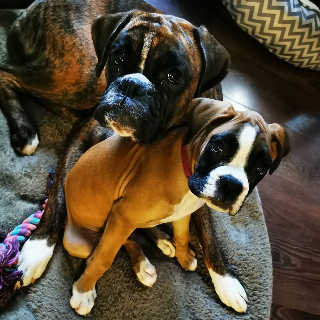 Brindle Boxer dog standing outdoors