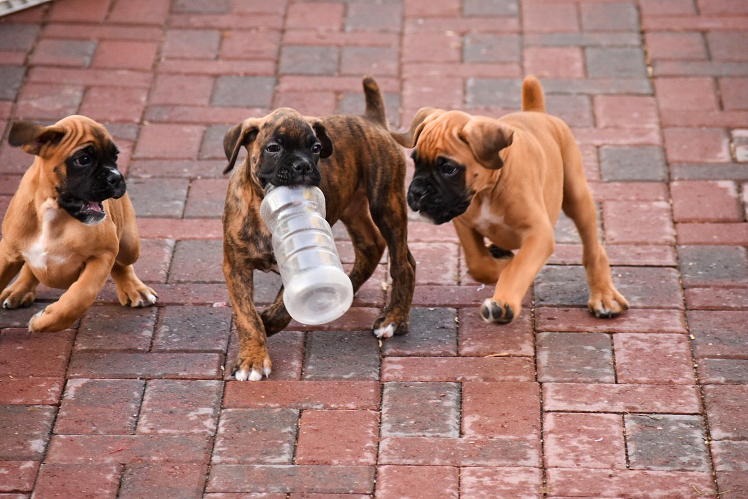 Boxer dog relaxing at home