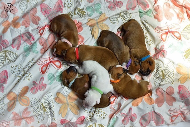Boxer puppy outdoors