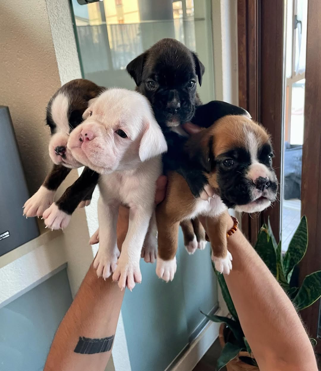 Healthy family raised Boxer puppy