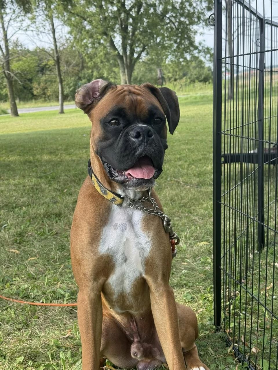 Champion Boxer Sire