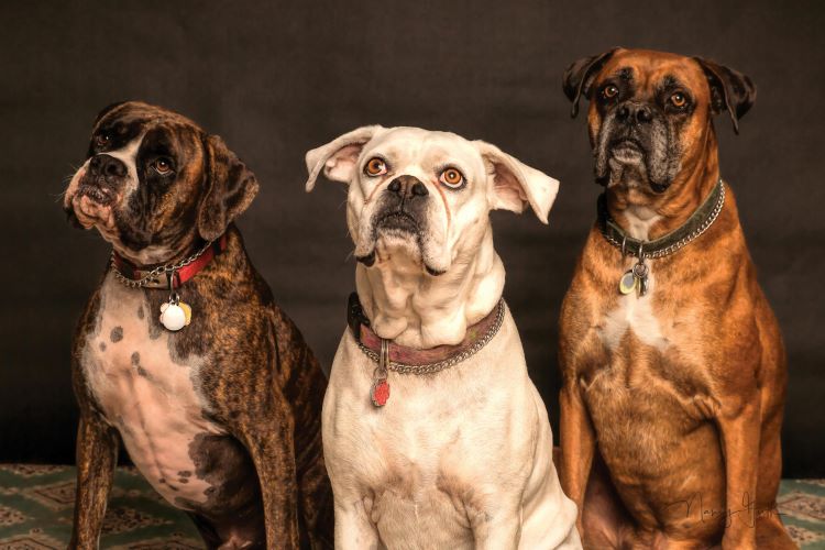 Boxer dog resting at home